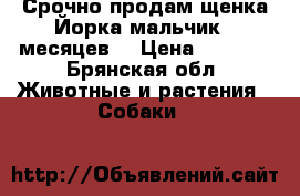 Срочно продам щенка Йорка мальчик 5 месяцев  › Цена ­ 4 500 - Брянская обл. Животные и растения » Собаки   